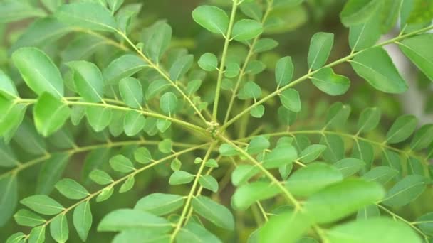 Curry Leaves Tree Plant Close Footage — Stock Video