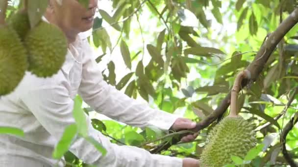 田舎育ちのアジア人の果樹園でドリアンの木のチェック — ストック動画