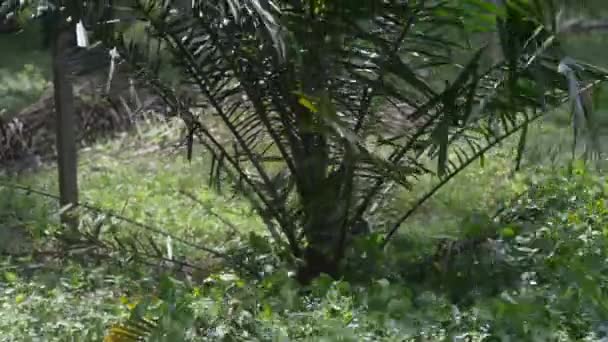 Palm Oil Plantation South East Asia — Stock Video