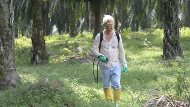 工人喷洒除草剂以毒害油棕种植园的杂草 — 图库视频影像