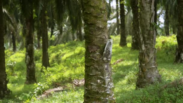 Плантация Пальмового Масла Юго Восточной Азии — стоковое видео