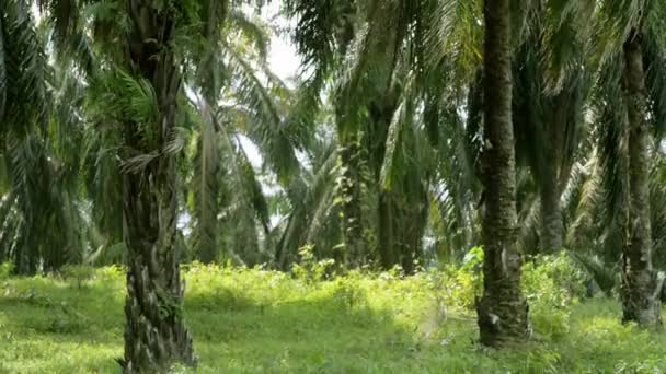 Palmölplantage Südostasien — Stockvideo