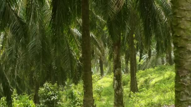 Plantación Aceite Palma Sudeste Asiático — Vídeos de Stock