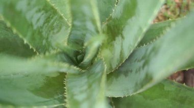Aloe vera bitki görüntüleri video