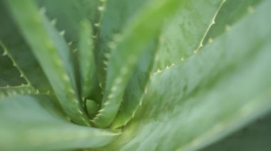 Aloe vera bitki görüntüleri video