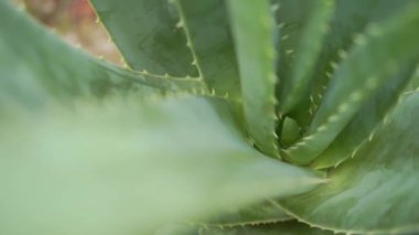 Aloe vera bitki görüntüleri video