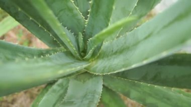 Aloe vera bitki görüntüleri video
