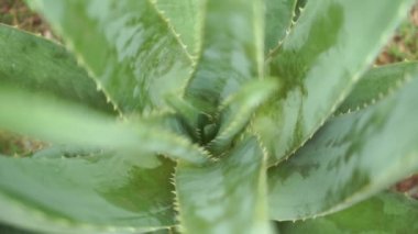 Aloe vera bitki görüntüleri video