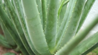 Aloe vera bitki görüntüleri video