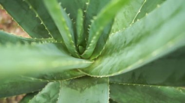 Aloe vera bitki görüntüleri video