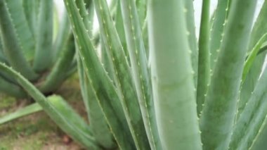 Aloe vera bitki görüntüleri video