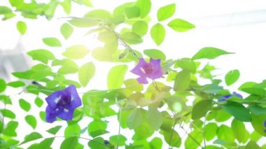 Mavi kelebek bezelye çiçek görüntüleri video kadar yakın bitki ağaç.