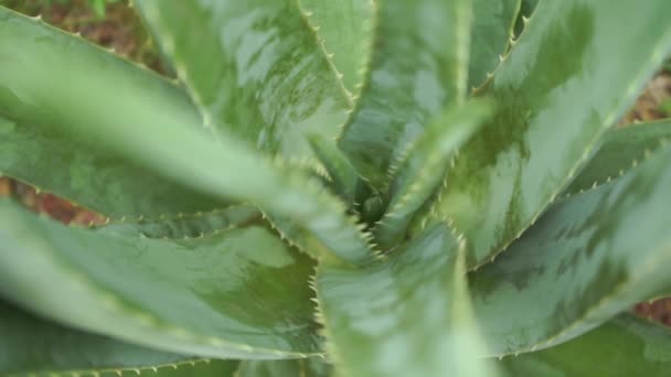 Aloe Vera Planta Filmagem Vídeo — Vídeo de Stock