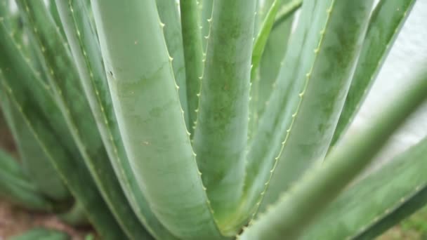 Video Der Aloe Vera Pflanze — Stockvideo