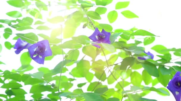 Azul Borboleta Ervilha Flores Árvore Planta Close Vídeo — Vídeo de Stock