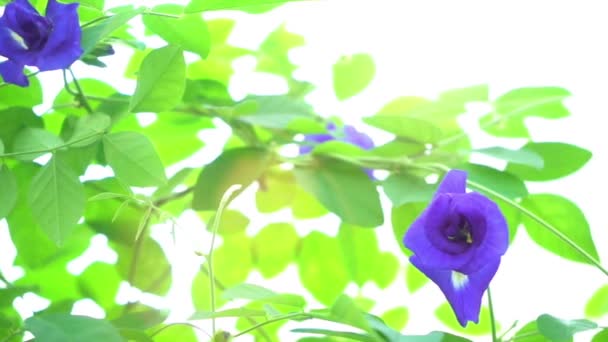Azul Borboleta Ervilha Flores Árvore Planta Close Vídeo — Vídeo de Stock