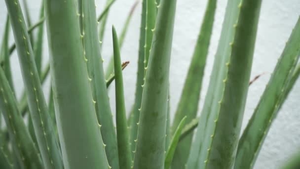 Video Der Aloe Vera Pflanze — Stockvideo