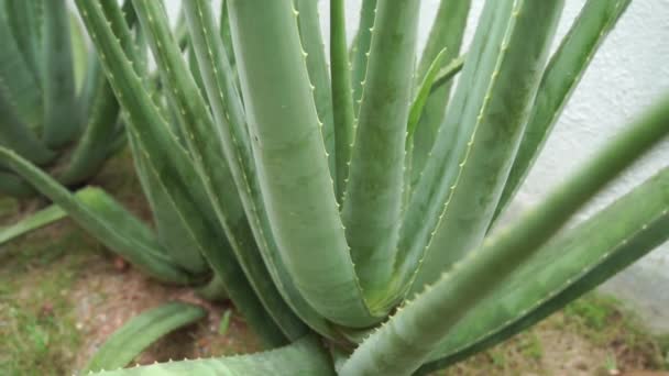 Aloe Vera Plant Footage Video — Stock Video