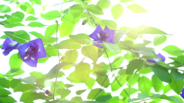 Azul Mariposa Guisante Flores Árbol Planta Close Material Archivo Vídeo — Vídeos de Stock