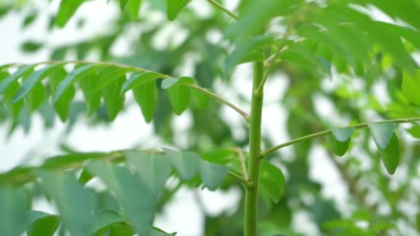 Κάρι Φύλλα Δέντρο Φυτό Από Κοντά Πλάνα — Αρχείο Βίντεο