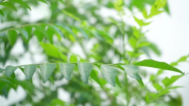 Curry Feuilles Arbre Plante Gros Plan Images — Video