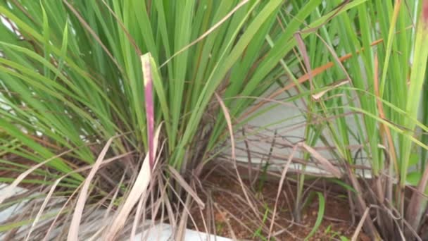Vídeo Imágenes Lemongrass Plantas Cymbopogon — Vídeos de Stock