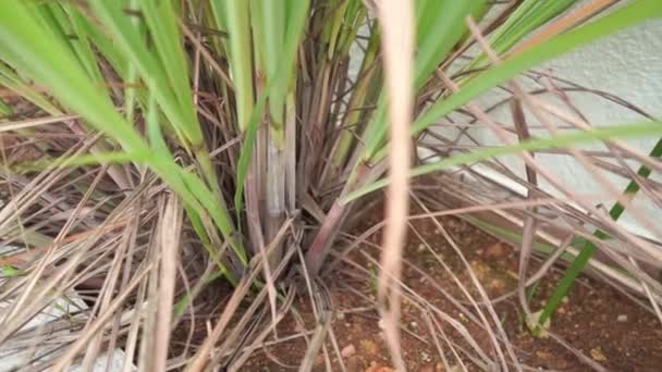 Video Rekaman Tanaman Lemongrass Atau Cymbopogon — Stok Video