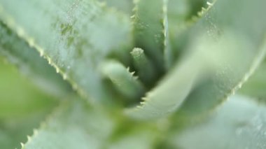 Aloe vera bitki üzerinde yağmur damlaları görüntüleri video kapatın.