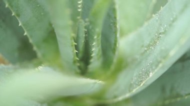 Aloe vera bitki üzerinde yağmur damlaları görüntüleri video kapatın.
