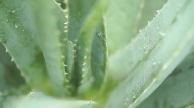 Aloe vera bitki üzerinde yağmur damlaları görüntüleri video kapatın.