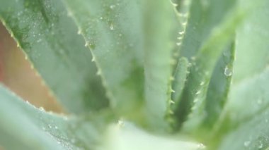 Aloe vera bitki üzerinde yağmur damlaları görüntüleri video kapatın.