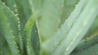 Aloe vera bitki üzerinde yağmur damlaları görüntüleri video kapatın.