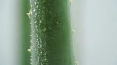 Aloe vera bitki üzerinde yağmur damlaları görüntüleri video kapatın.