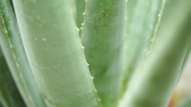 Aloe vera bitki üzerinde yağmur damlaları görüntüleri video kapatın.
