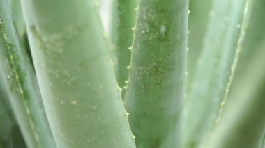 Aloe vera bitki üzerinde yağmur damlaları görüntüleri video kapatın.