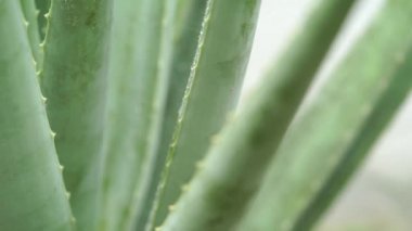 Aloe vera bitki üzerinde yağmur damlaları görüntüleri video kapatın.