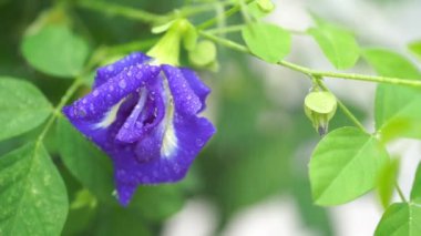 Mavi kelebek bezelye çiçek ağaç fabrikayı kapatmak görüntüleri video üzerinde yağmur damlaları. 