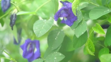 Mavi kelebek bezelye çiçek ağaç fabrikayı kapatmak görüntüleri video üzerinde yağmur damlaları. 