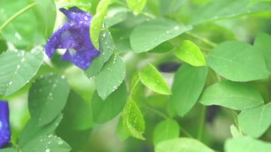 Mavi kelebek bezelye çiçek ağaç fabrikayı kapatmak görüntüleri video üzerinde yağmur damlaları. 