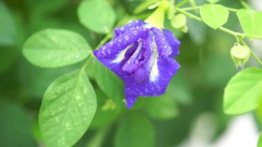 Mavi kelebek bezelye çiçek ağaç fabrikayı kapatmak görüntüleri video üzerinde yağmur damlaları. 