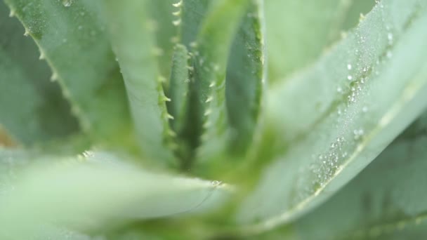 Chuva Cai Sobre Planta Aloe Vera Perto Imagens Vídeo — Vídeo de Stock