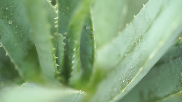 Chuva Cai Sobre Planta Aloe Vera Perto Imagens Vídeo — Vídeo de Stock