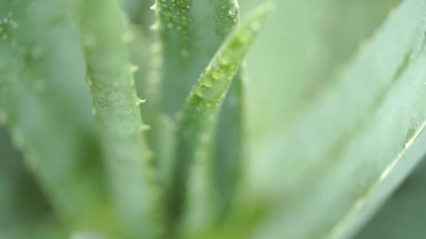 Pluie Tombe Sur Aloe Vera Plante Gros Plan Vidéo — Video