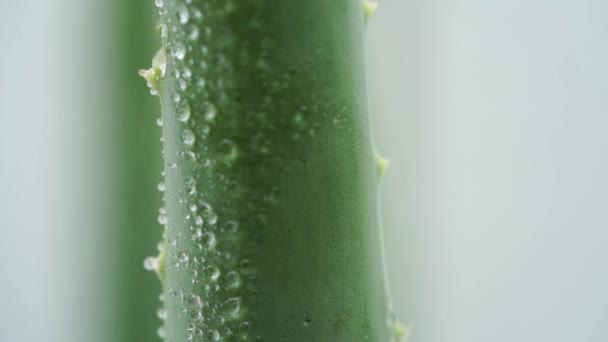 Chuva Cai Sobre Planta Aloe Vera Perto Imagens Vídeo — Vídeo de Stock