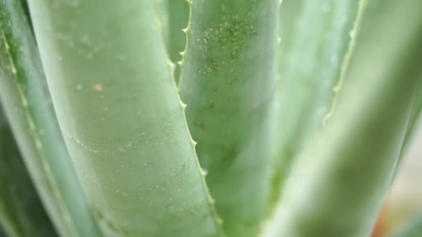 アロエベラの植物に雨の滴をクローズ アップ映像ビデオ — ストック動画