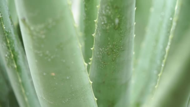 Aloe vera növény esőcseppek közelről felvételeket videóinak.