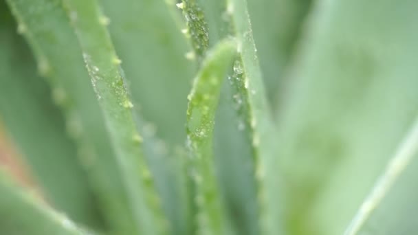 Chuva Cai Sobre Planta Aloe Vera Perto Imagens Vídeo — Vídeo de Stock