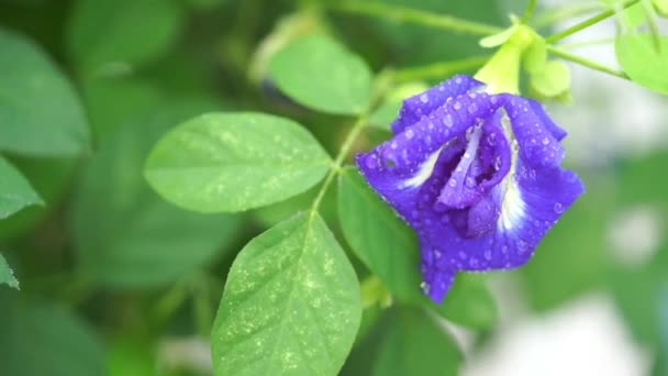 Dešťové Kapky Blue Butterfly Hrách Květy Stromu Rostliny Zblízka Video — Stock video