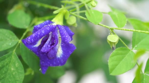 Gotas Lluvia Flores Guisante Mariposa Azul Planta Árbol Primer Plano — Vídeo de stock