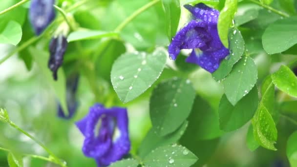 青い蝶エンドウ豆の花の木の植物をクローズ アップ映像ビデオに雨粒します — ストック動画